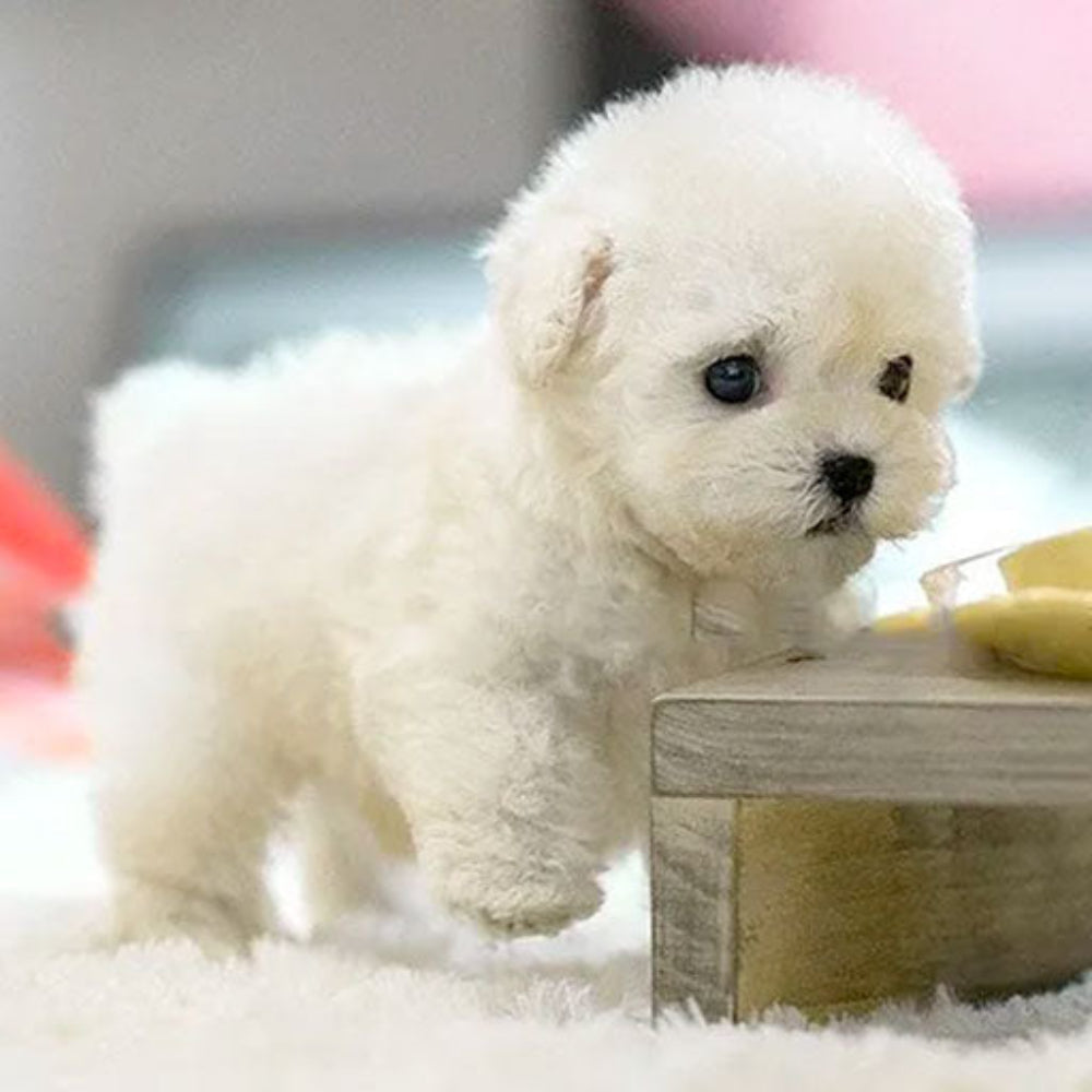 Kuscheltier Hund Interaktiv Realistisch Plüsch